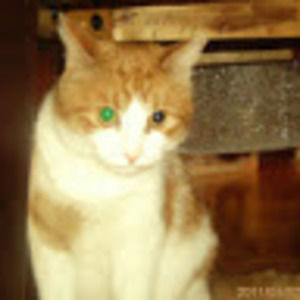 Meet your Posher, Sarra